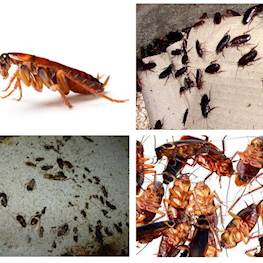 Разновидности домашних тараканов — как они выглядят